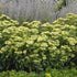 Sedum Rock N Grow Lemonjade PW Stonecrop image credit: Walters Gardens