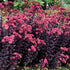 Sedum Touchdown Teak Stonecrop image credit: Terra Nova Nursery