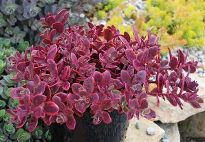 Sedum Wildfire Stonecrop image credit: Ball Horticulture