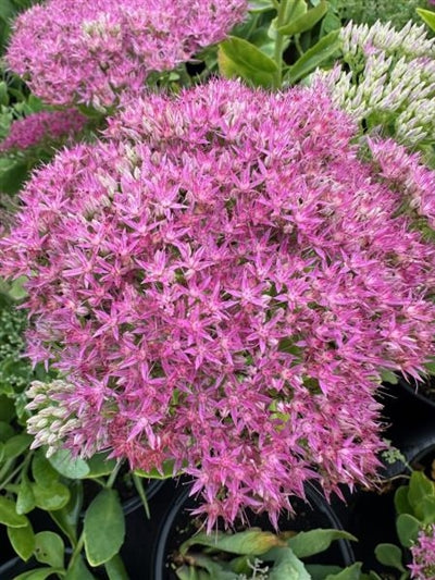 Sedum Neon Stonecrop Image Credit: Millgrove Perennials