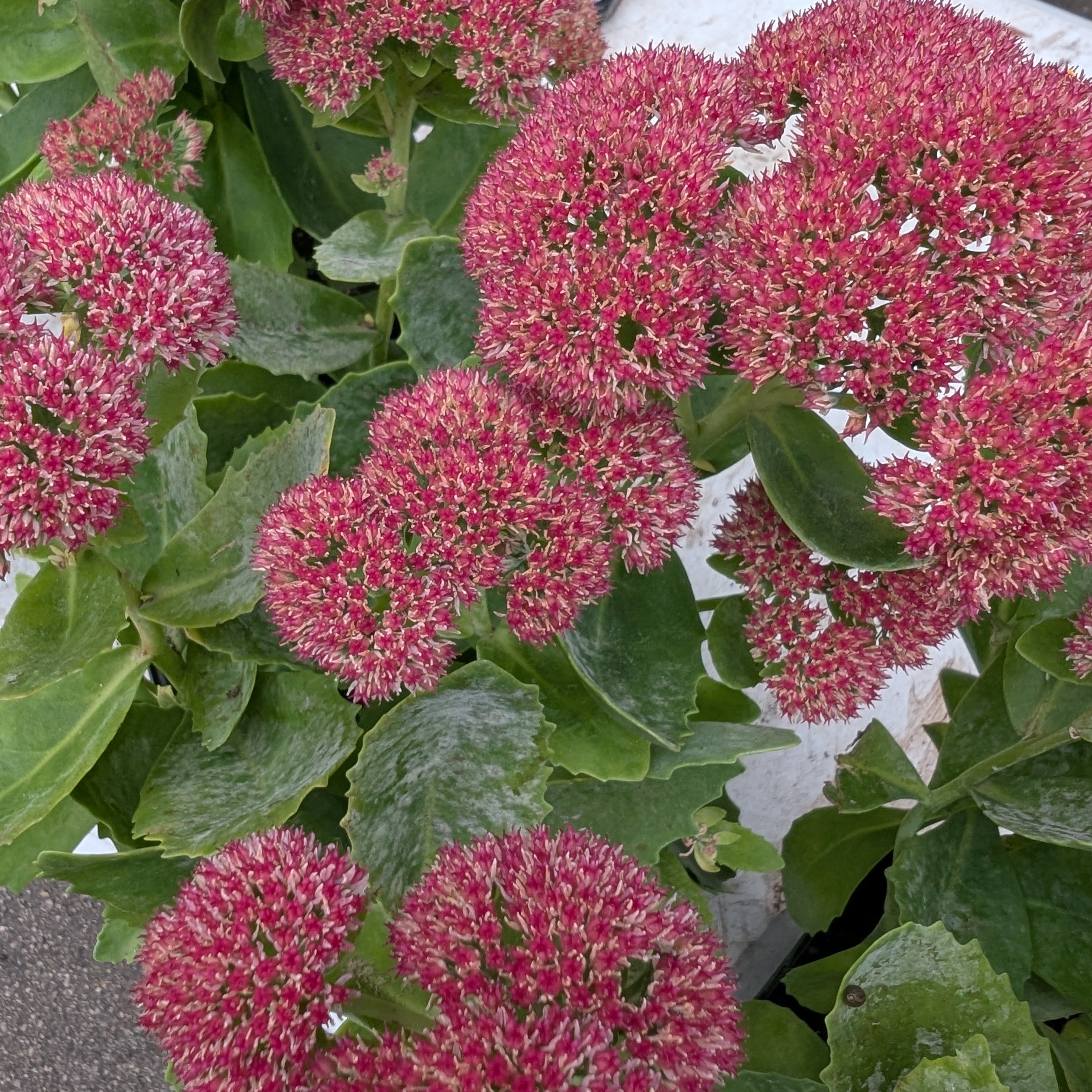 Sedum Autumn Fire Stonecrop Image Credit: Chaz Morenz 20261001