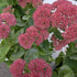 Sedum Autumn Fire Stonecrop Image Credit: Chaz Morenz 20261001