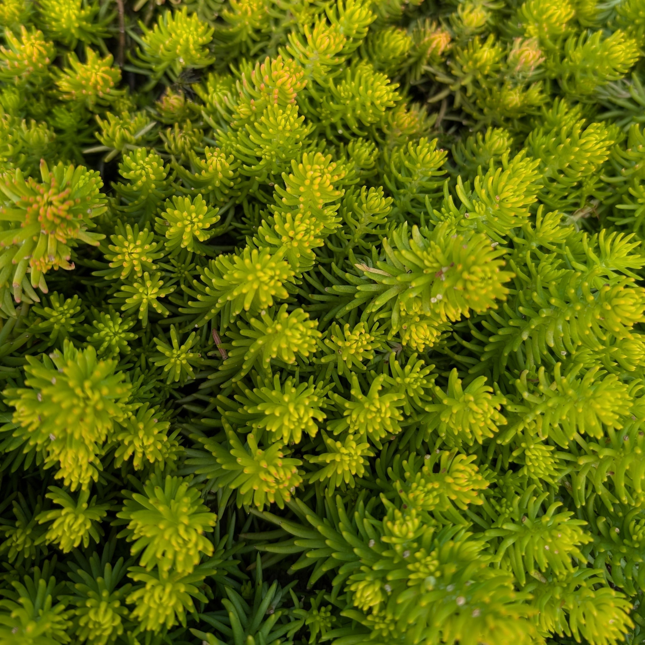 Sedum rupestre Angelina Stonecrop Image Credit: Chaz Morenz 20240918