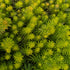 Sedum rupestre Angelina Stonecrop Image Credit: Chaz Morenz 20240918