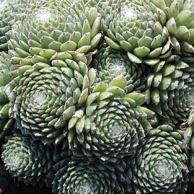 Sempervivum arachnoideum Cobweb Hens And Chicks image credit: Ball Horticulture