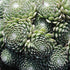 Sempervivum arachnoideum Cobweb Hens And Chicks image credit: Ball Horticulture