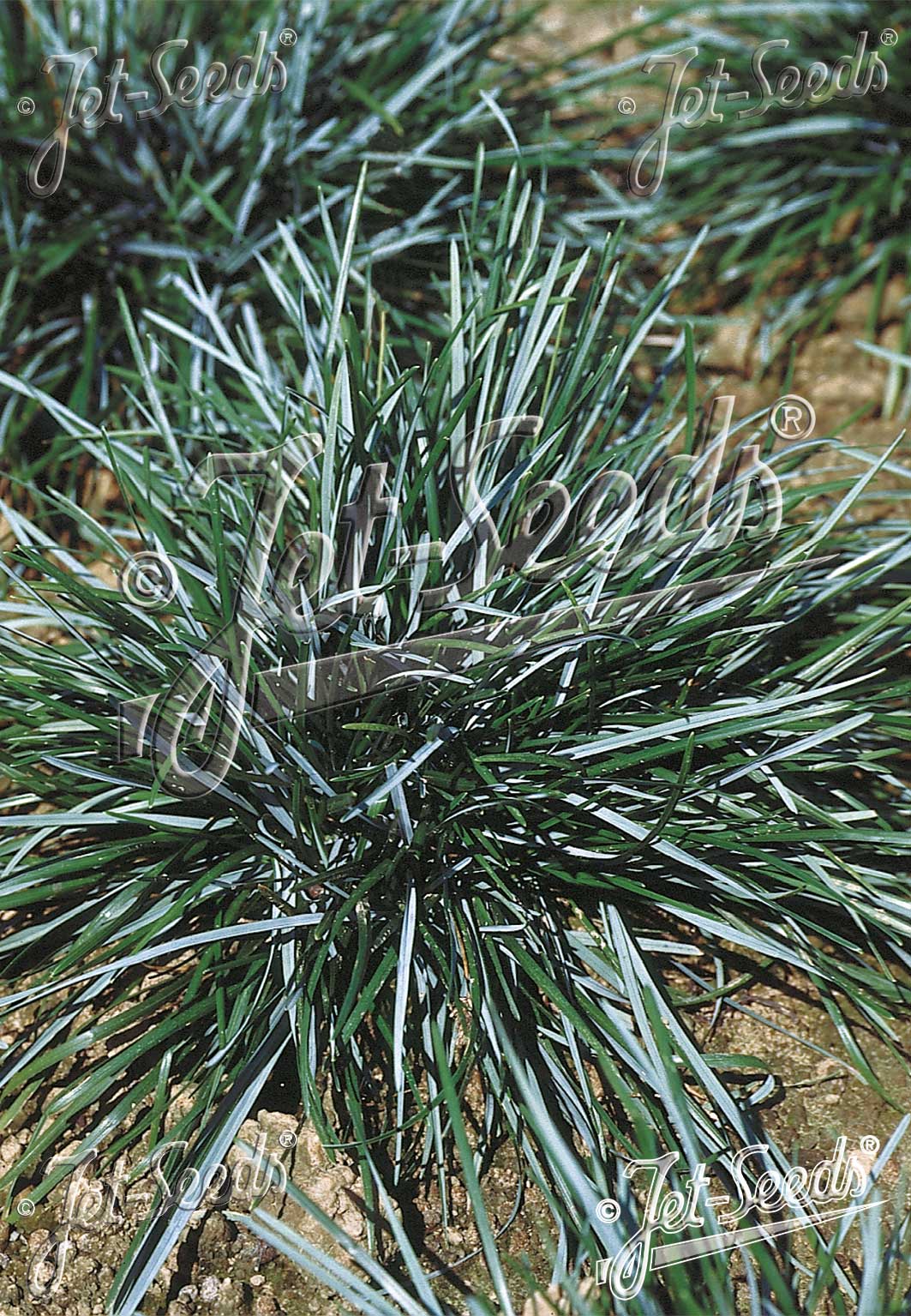 Sesleria caerulea Moor Grass image credit: Jelitto Seed