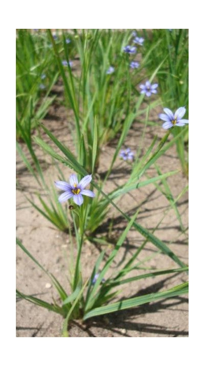Sisyrinchium angustifolium BlueEyed Grass image credit: Prairie Moon