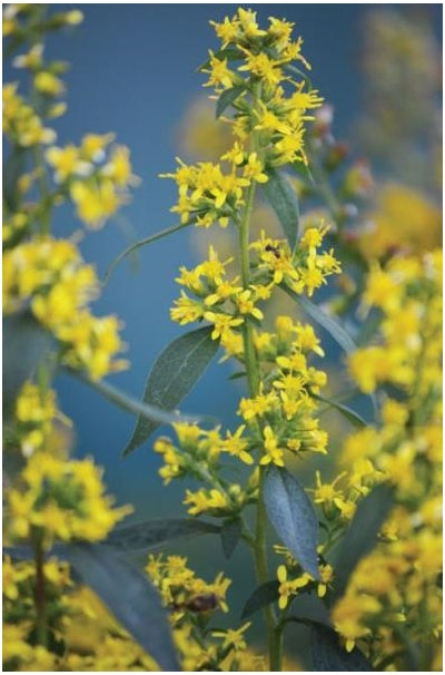 Solidago flexicaulis Zigzag Goldenrod image credit: Prairie Moon