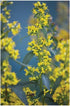 Solidago flexicaulis Zigzag Goldenrod image credit: Prairie Moon