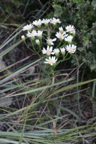 Solidago ptarmicoides Upland White Goldenrod image credit: Prairie Moon