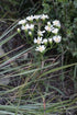 Solidago ptarmicoides Upland White Goldenrod image credit: Prairie Moon
