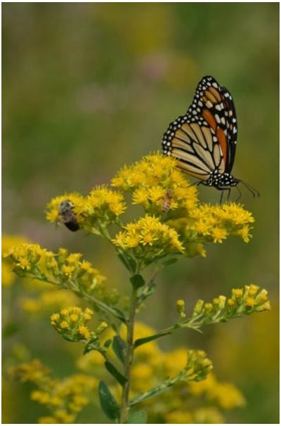Solidago rigida Stiff Goldenrod image credit: Prairie Moon