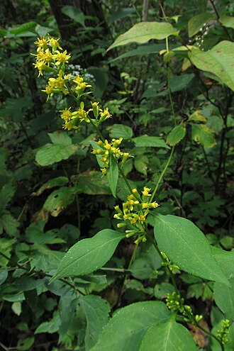 Solidago flexicaulis Zigzag Goldenrod Image Credit: Cbaile19, CC0, via Wikimedia Commons