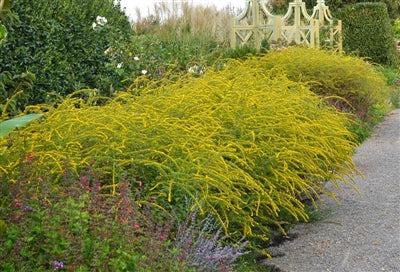 Solidago rugosa Fireworks Golden Rod Image Credit: Stonehouse Nursery