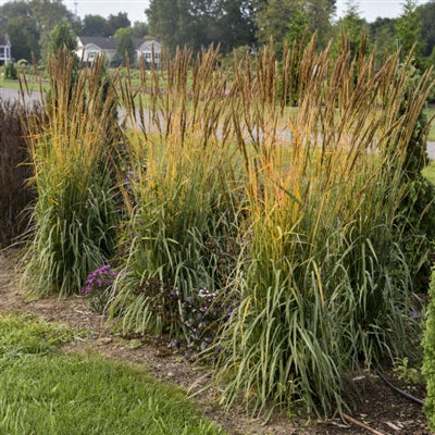 Sorghastrum Golden Sunset Indian Grass image credit: Walters Gardens