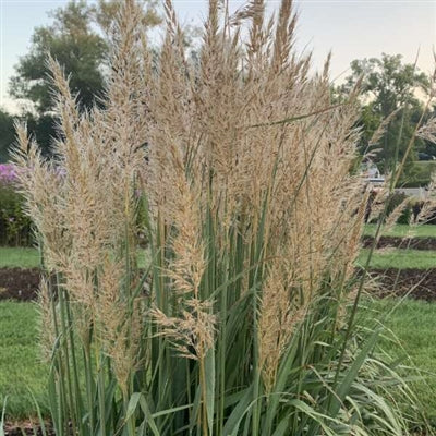 Sorghastrum Golden Sunset Indian Grass image credit: Walters Gardens