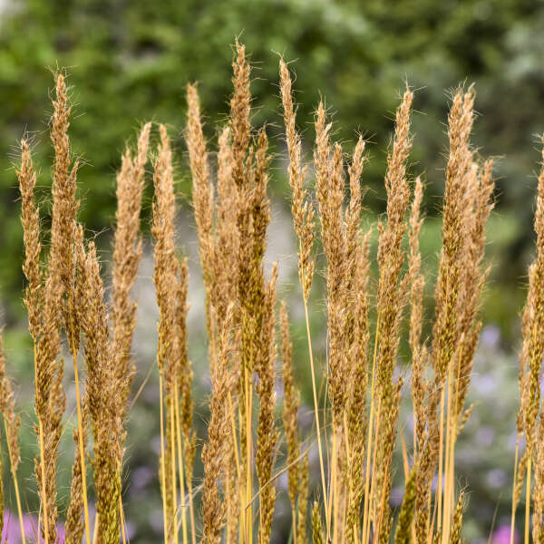 Sorghastrum Golden Sunset Indian Grass image credit: Walters Gardens