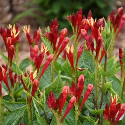 Spigelia Apple Slices PW Indian Pinks image credit: Walters Gardens