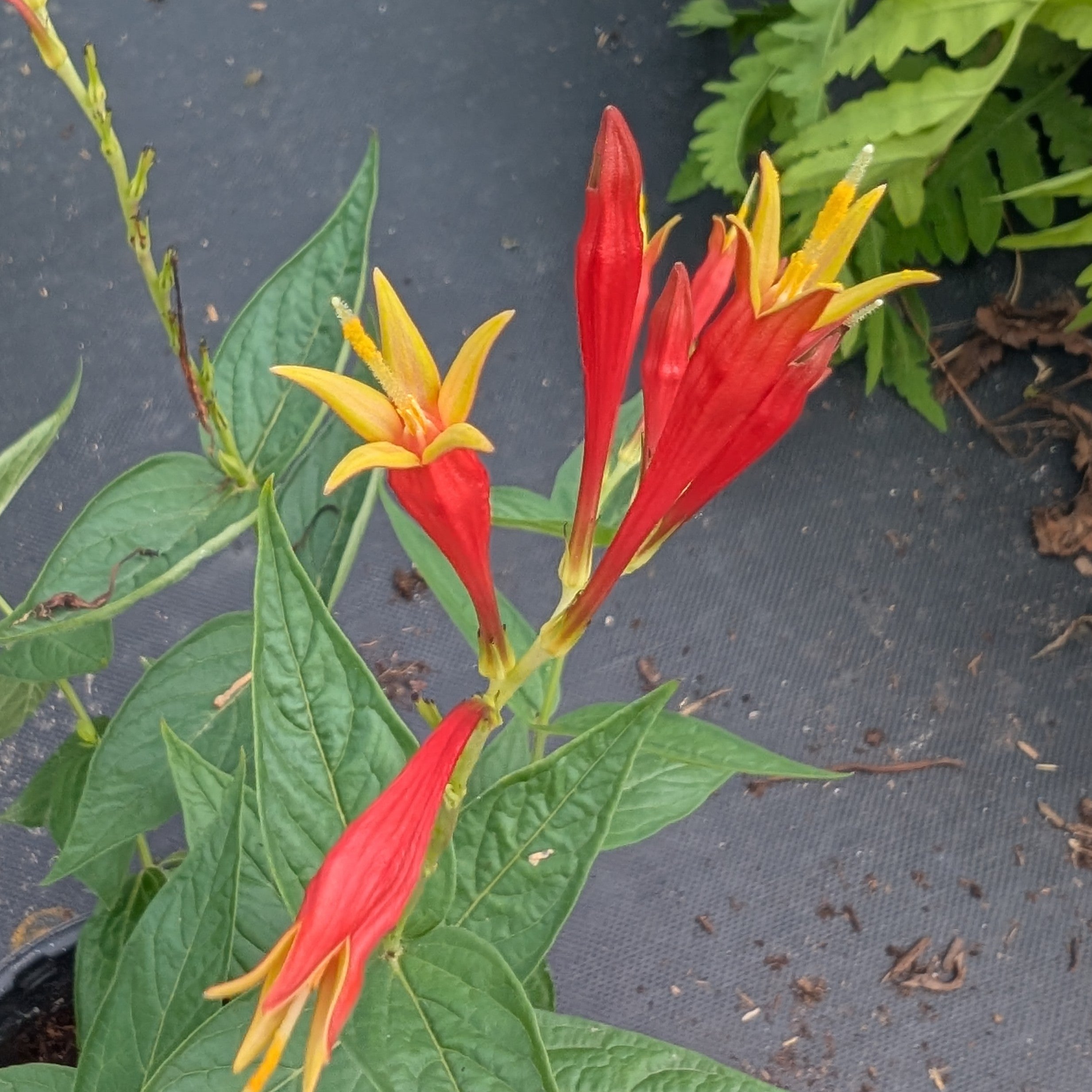 Spigelia Little Redhead Indian Pinks Image Credit: Chaz Morenz 20260706