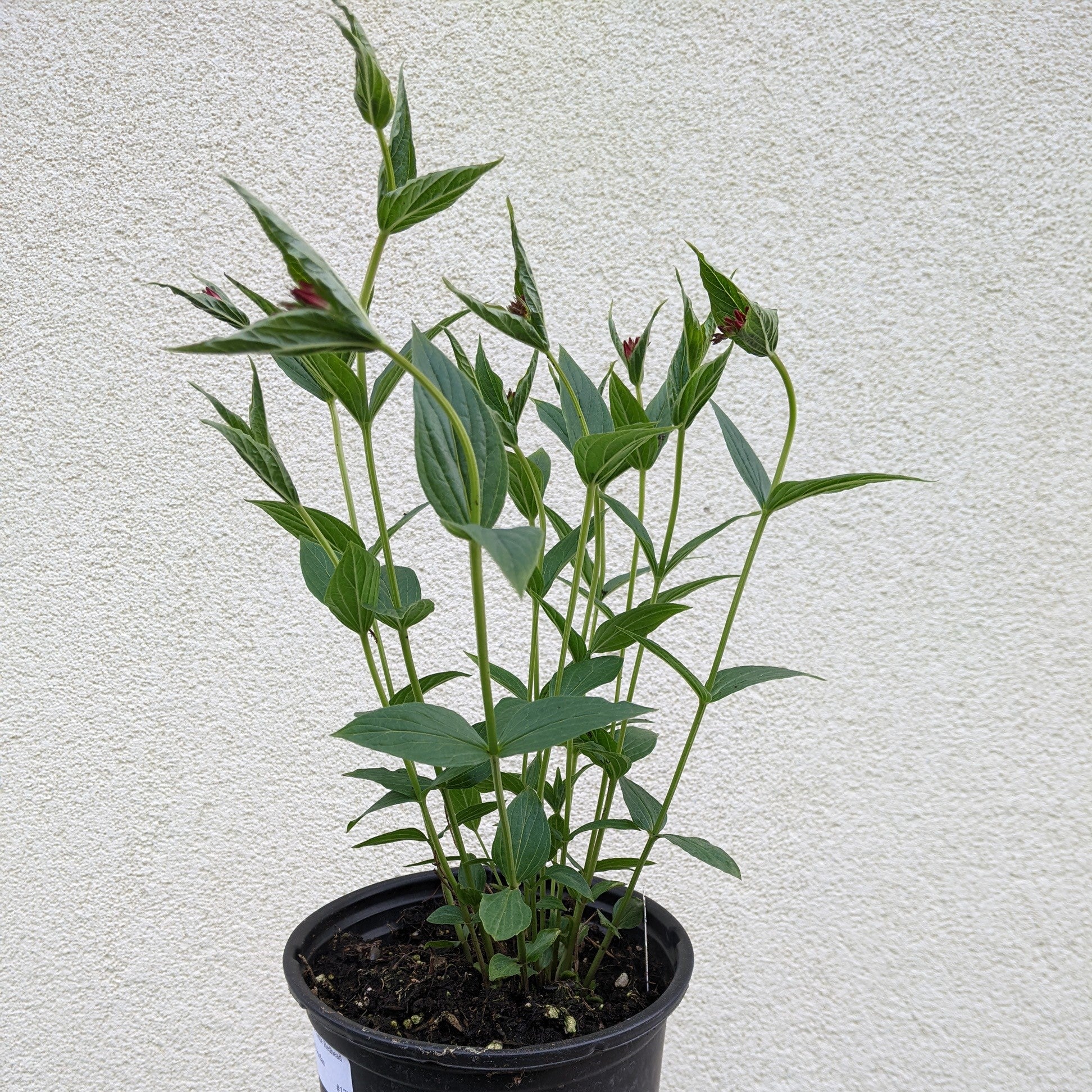 Spigelia Little Redhead Indian Pinks Image Credit: Chaz Morenz 20220510