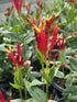 Spigelia marilandica Little Redhead Indian Pink Image Credit: Millgrove Perennials