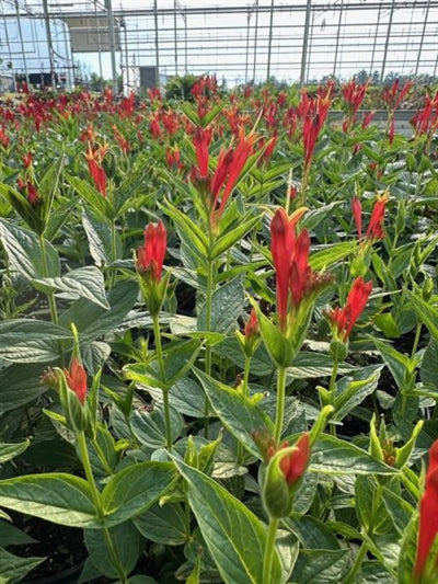 Spigelia marilandica Rajin Cajun Indian Pink 2 Image Credit: Millgrove Perennials