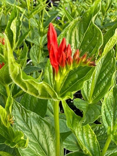 Spigelia marilandica Rajin Cajun Indian Pink Image Credit: Millgrove Perennials