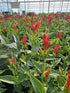 Spigelia marilandica Rajin Cajun Indian Pink 2 Image Credit: Millgrove Perennials