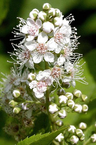 Spiraea alba Meadowsweet Image Credit: James Lindsey at Ecology of Commanster, CC BY-SA 2.5 <https://creativecommons.org/licenses/by-sa/2.5>, via Wikimedia Commons