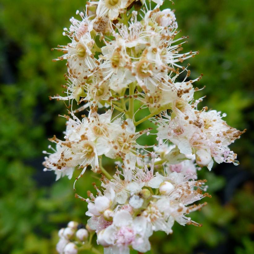 Spiraea latifolia Steeplebush Image Credit: NVK Nurseries