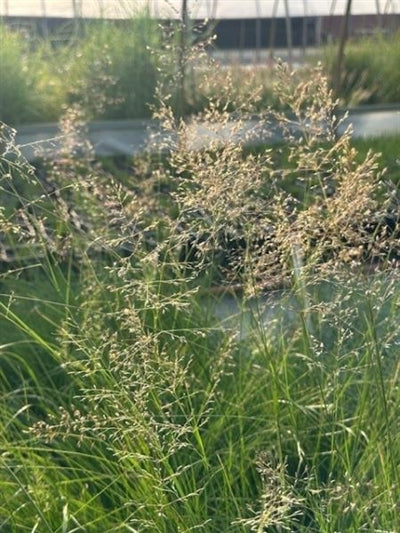 Sporobolus heterolepsis Prairie Dropseed Image Credit: Millgrove Perennials