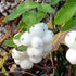 Symphoricarpos albus Snowberry Image Credit: Chaz Morenz 2016
