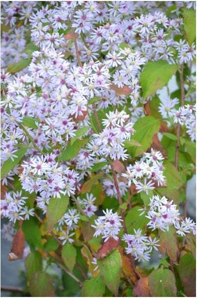 Symphyotrichum cordifolium Heart Leaved Aster image credit: Prairie Moon