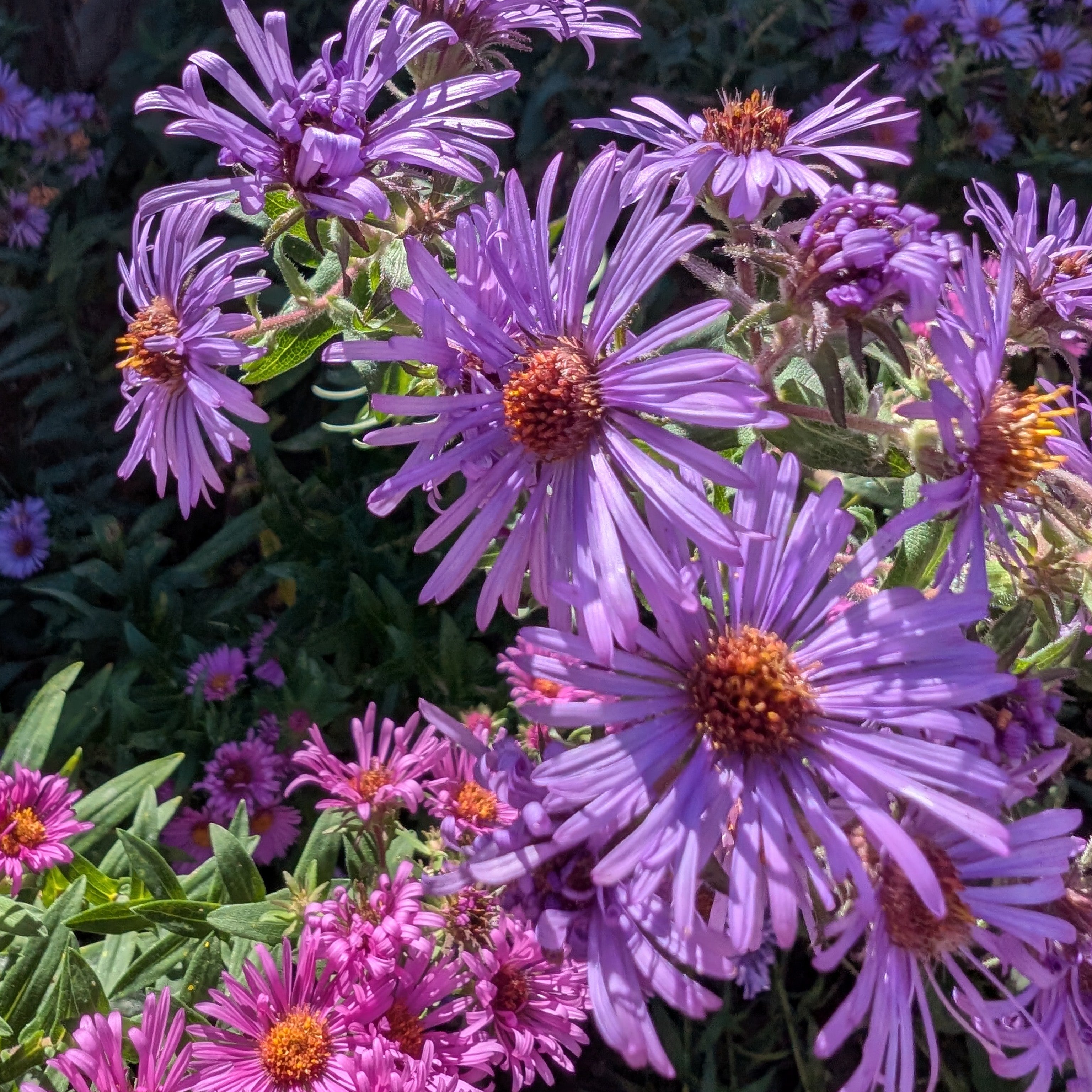 Symphyotrichum novae-angliae New England Aster Image Credit: Chaz Morenz 2025030
