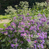 Symphyotrichum novae-angliae New England Aster Image Credit: Chaz Morenz 2025030