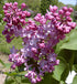 Syringa X Vulgaris Belle De Nancy Lilac Image Credit:NVK Nurseries
