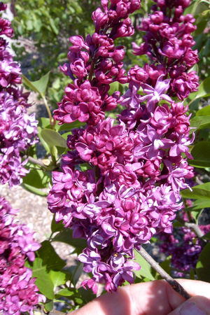 Syringa X Vulgaris Charles Joly Lilac Image Credit:NVK Nurseries
