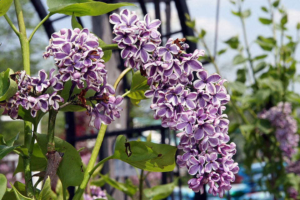 Syringa X Vulgaris Charles Joly Lilac Image Credit:NVK Nurseries

