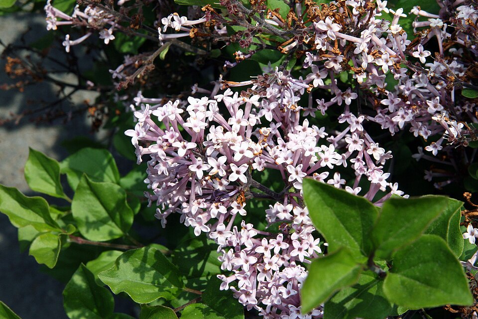 Syringa meyeri Palibin Dwarf Korean Lilac Image Credit:Photo by David J. Stang, CC BY-SA 4.0 <https://creativecommons.org/licenses/by-sa/4.0>, via Wikimedia Commons
