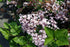 Syringa meyeri Palibin Dwarf Korean Lilac Image Credit:Photo by David J. Stang, CC BY-SA 4.0 <https://creativecommons.org/licenses/by-sa/4.0>, via Wikimedia Commons

