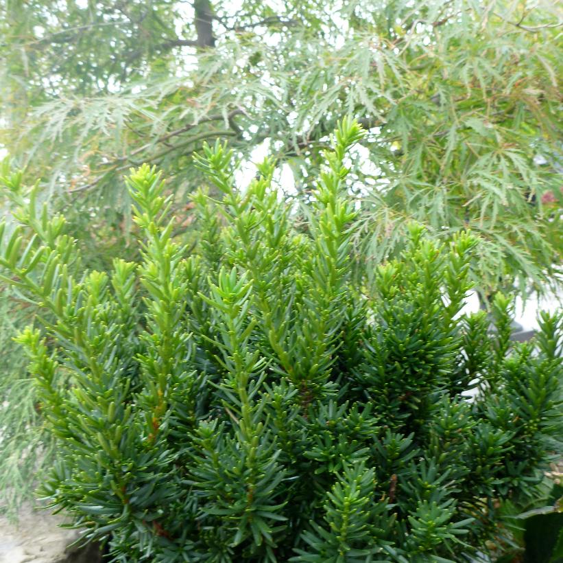 Taxus cuspidata Nana Dwarf Japanese Yew Image Credit:NVK Nurseries
