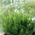 Taxus cuspidata Nana Dwarf Japanese Yew Image Credit:NVK Nurseries

