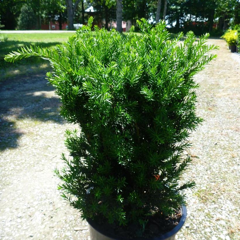Taxus x media Hill's Yew Image Credit: NVK Nursery