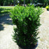 Taxus x media Hill's Yew Image Credit: NVK Nursery