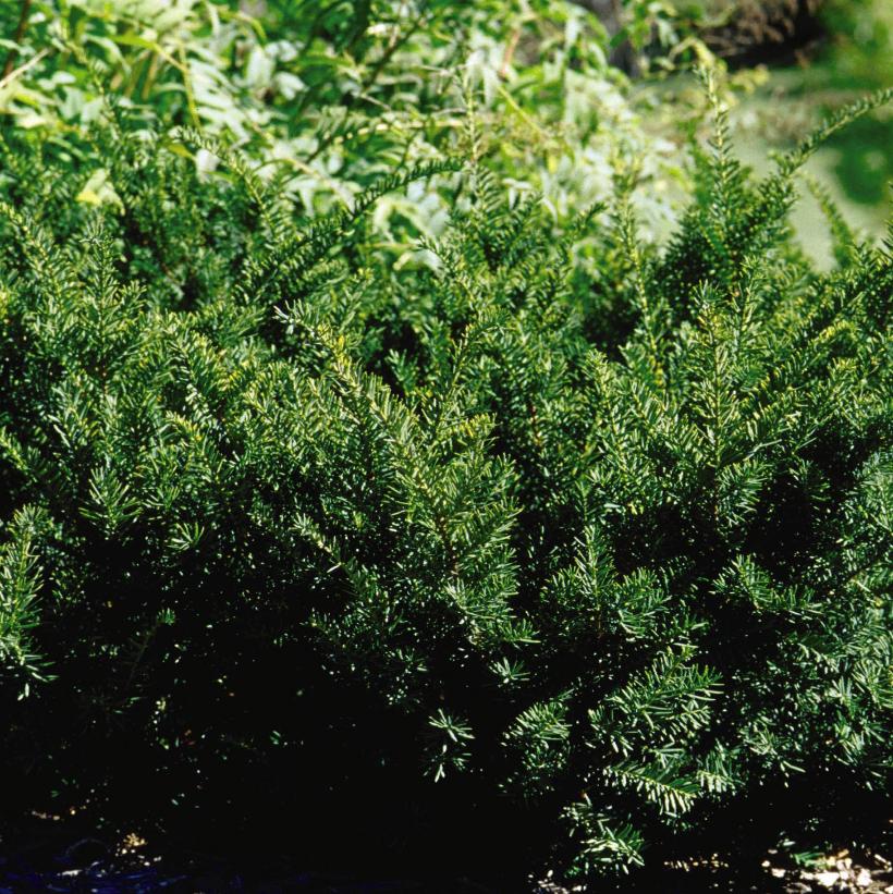 Taxus x media Densiformis Dense Yew Image Credit: NVK Nurseries