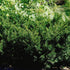 Taxus x media Densiformis Dense Yew Image Credit: NVK Nurseries