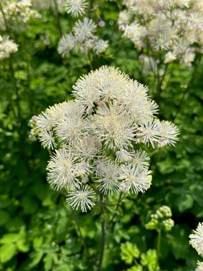 Thalictrum Nimbus White Meadow Rue Image Credit: Millgrove Perennials