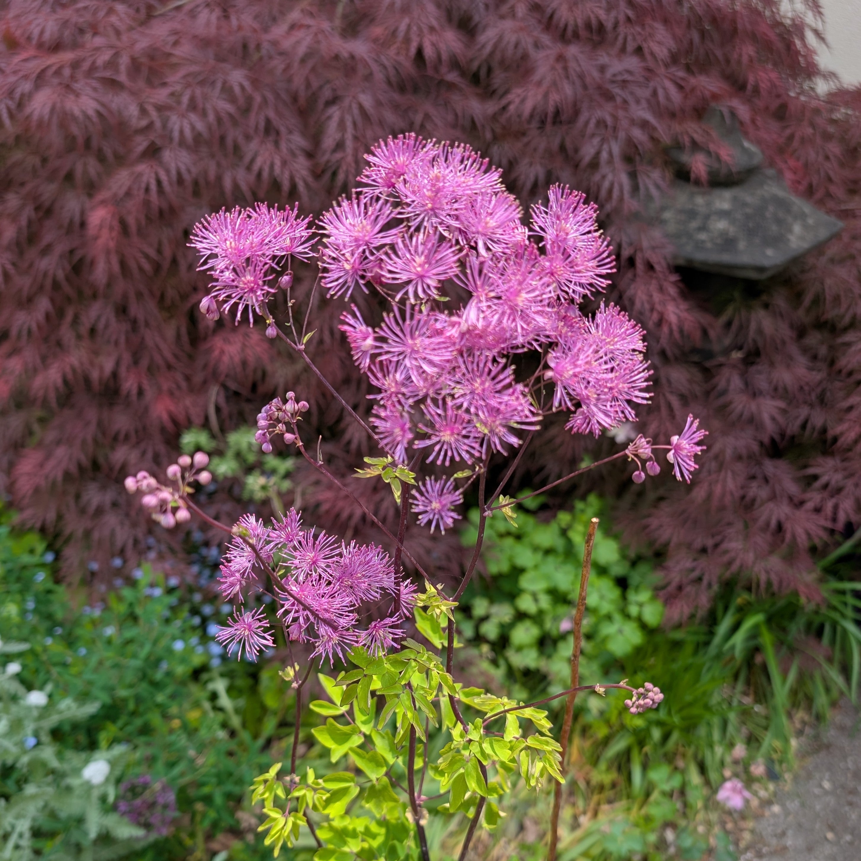 Thalictrum Black Stockings Image Credit: Chaz Morenz 20250603
