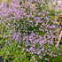 Thalictrum delavayi Hewitt's Double Meadow Rue Image: Credit Chaz Morenz 20240904